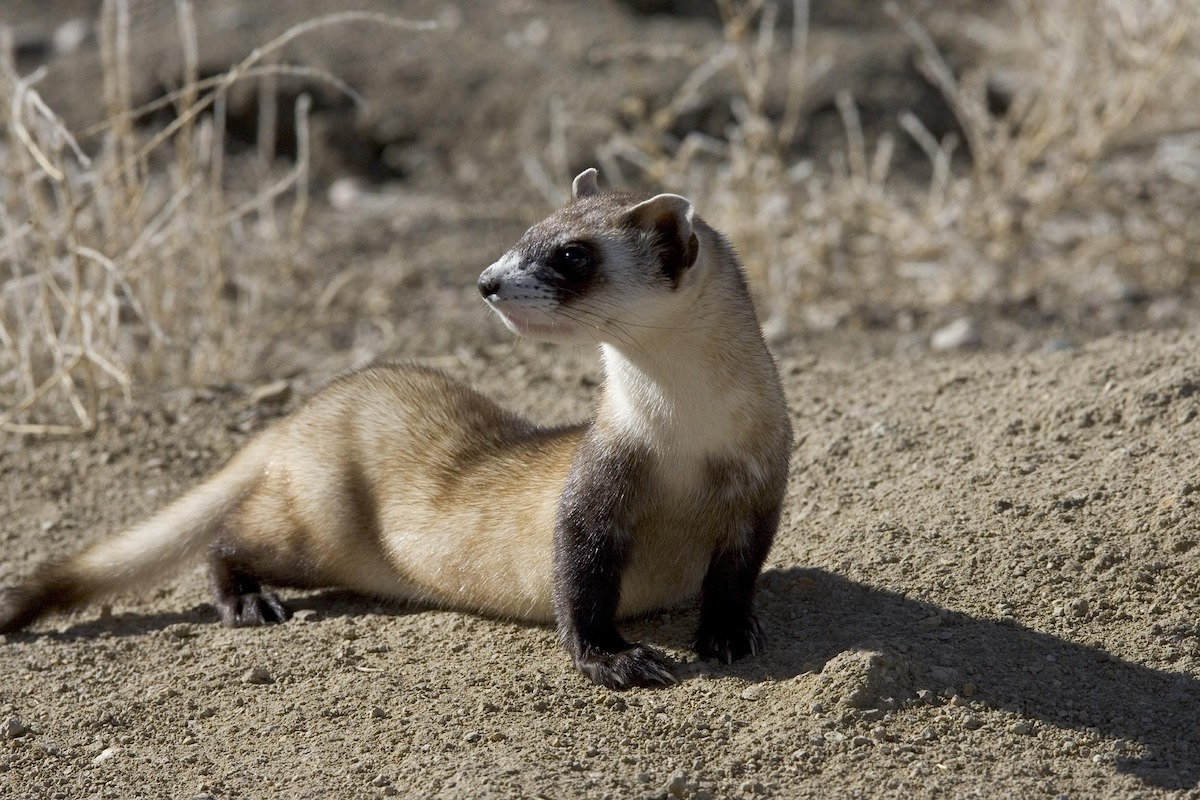 Coyotes act as sentinels for disease in declining blackfooted ferret